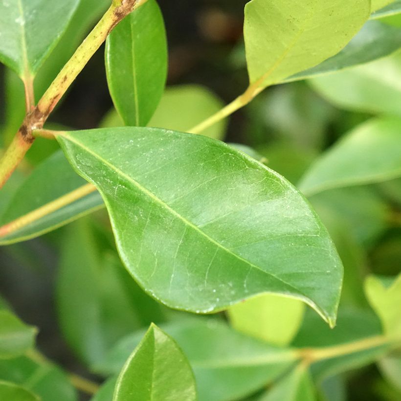 Psidium cattleianum - Goyavier de Chine (Feuillage)