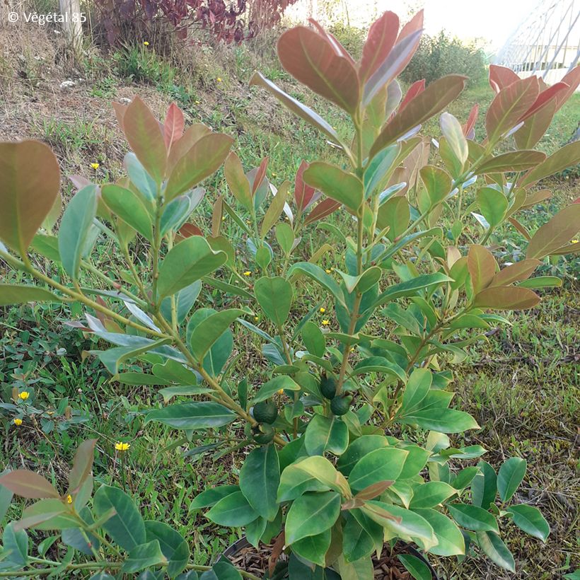 Psidium cattleianum lucidum - Goyavier de Chine à fruits jaunes (Feuillage)