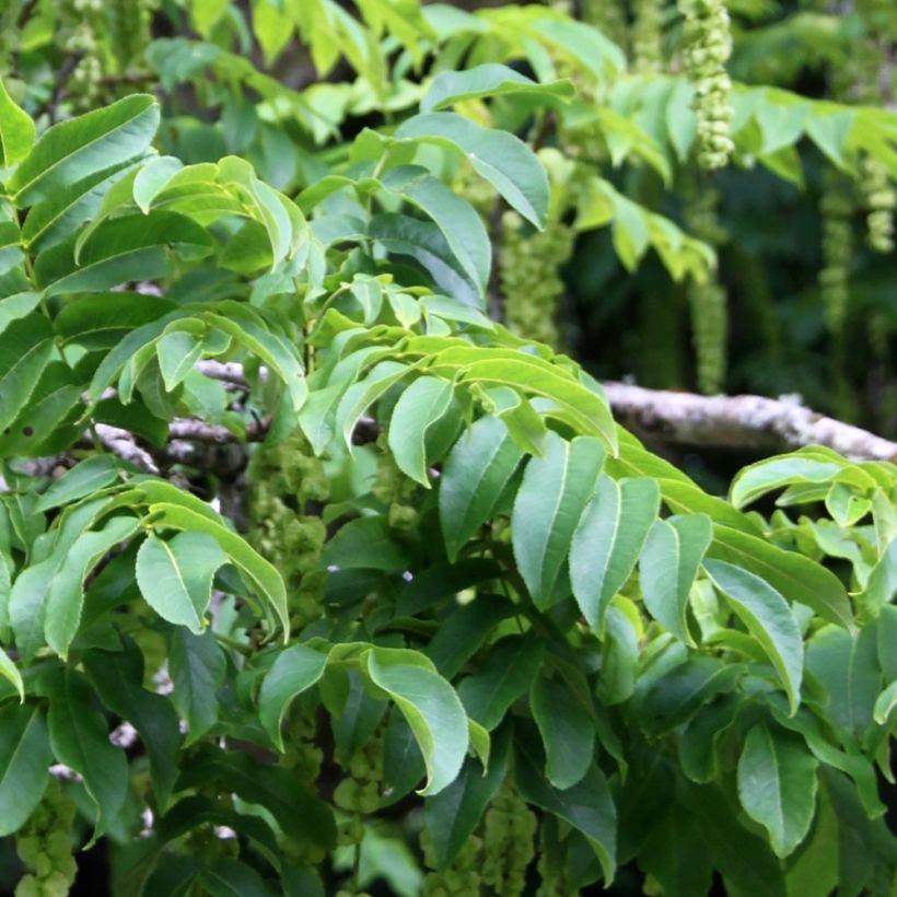 Juglans nigra - Noyer noir (Feuillage)