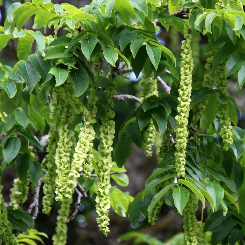 Juglans nigra - Noyer noir (Récolte)