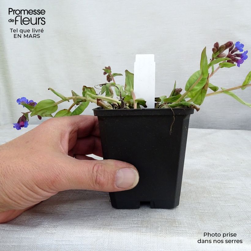 Spécimen de Pulmonaire hybride - Pulmonaria Blue Ensign en godet de 8/9 cm tel que livré en hiver