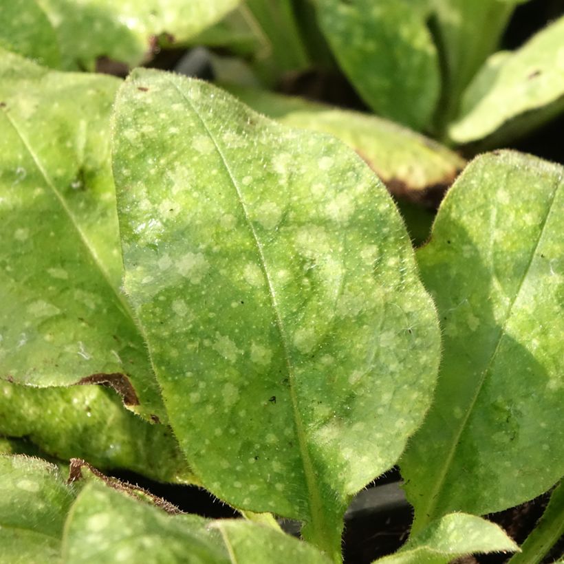 Pulmonaire hybride - Pulmonaria Diane Clare (Feuillage)