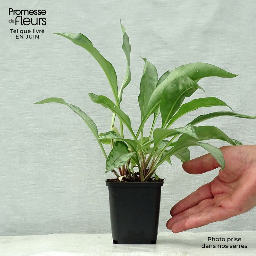 Spécimen de Pulmonaria Samourai - Pulmonaire hybride tel que livré en été