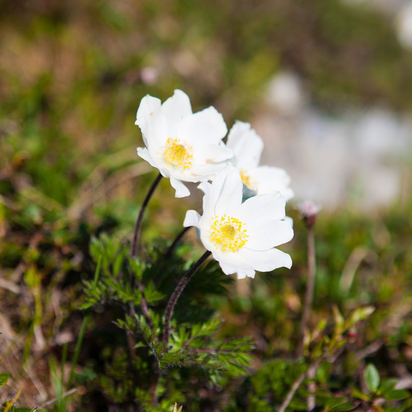 Pulsatilla vulgaris Alba - Anémone pulsatille (Port)