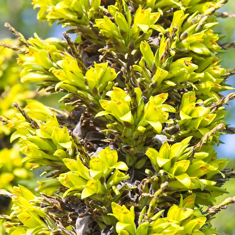 Puya chilensis - Chagual (Floraison)