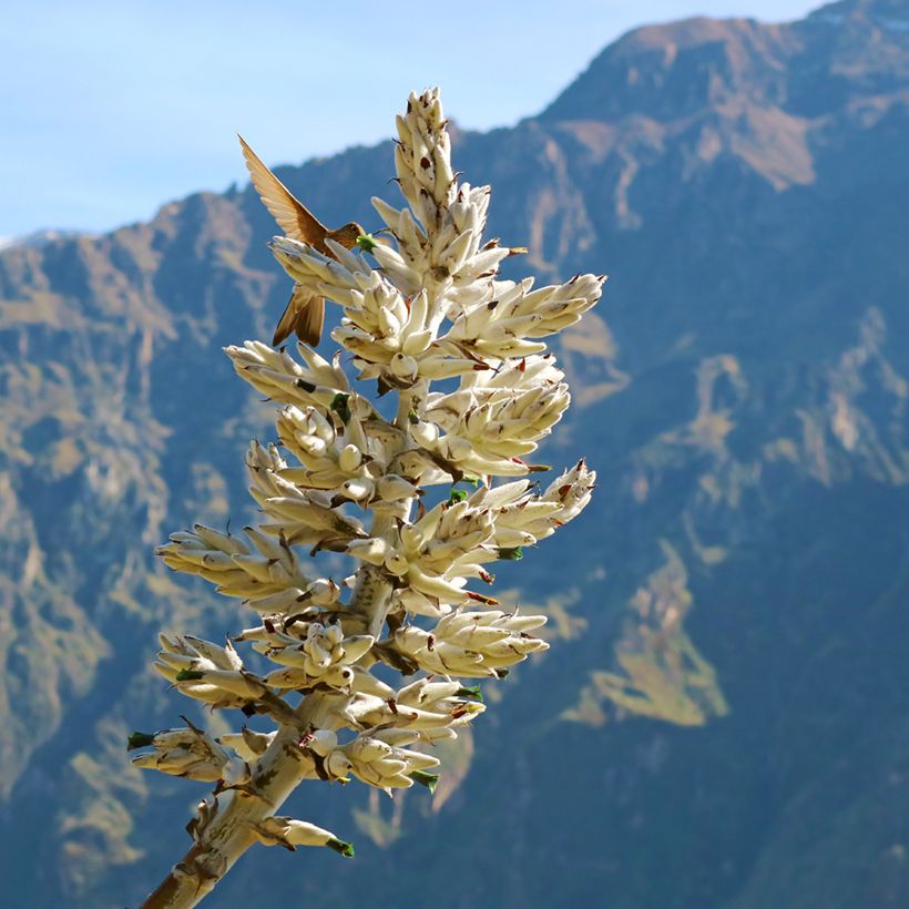 Puya weberbaueri - Broméliacée du Pérou (Floraison)