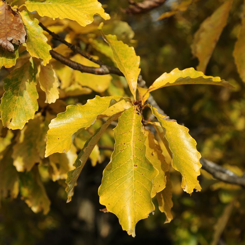 Chêne de Blume - Quercus aliena (Feuillage)