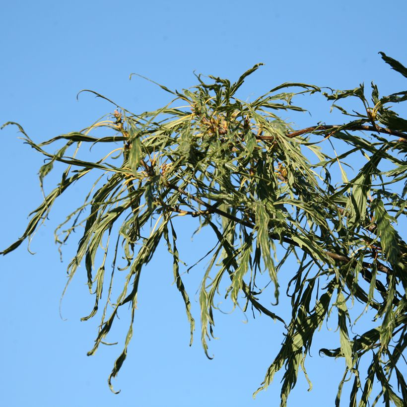 Quercus petraea Insecata - Chêne rouvre (Feuillage)