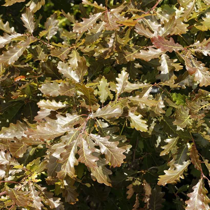 Quercus petraea Purpurea - Chêne rouvre pourpre (Feuillage)