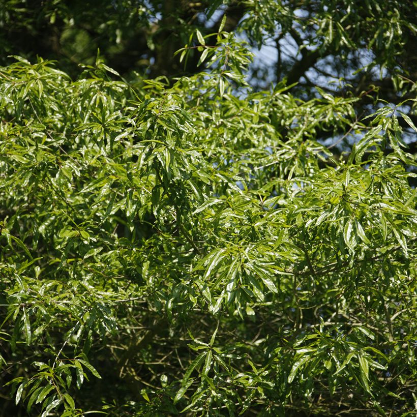 Chêne à feuilles de saule - Quercus phellos (Feuillage)