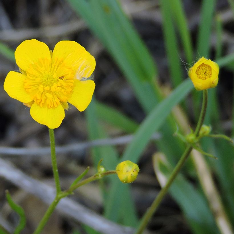 Ranunculus flammula - Renoncule flammette (Floraison)