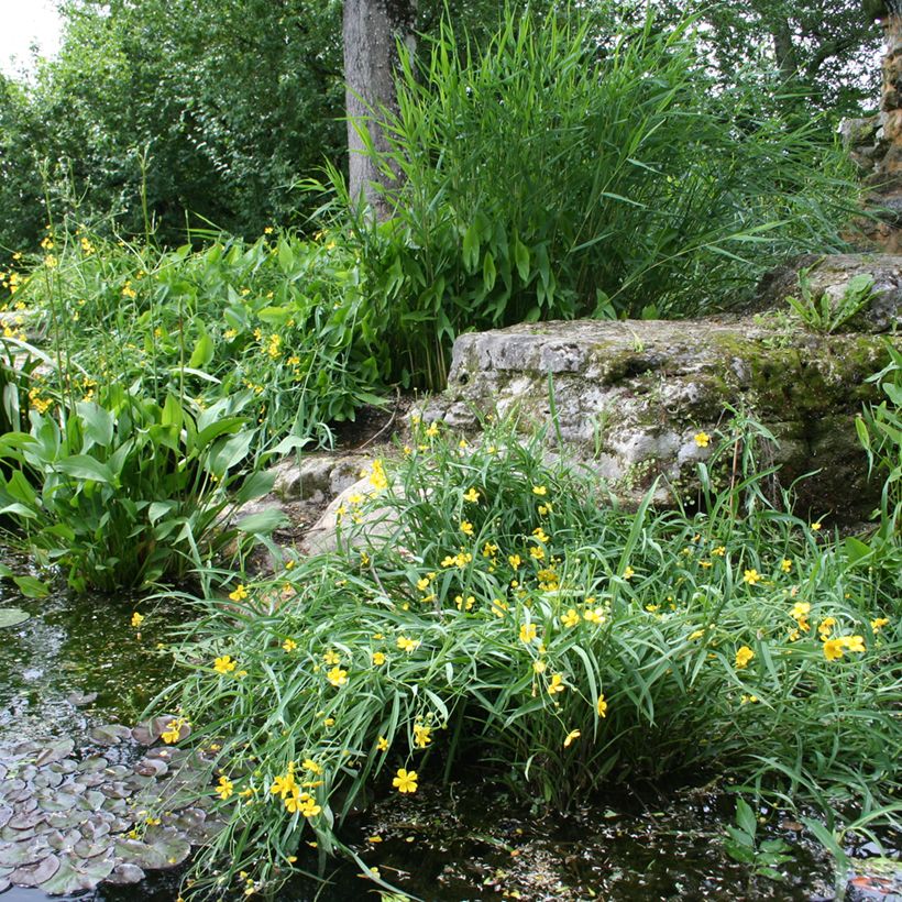 Ranunculus flammula - Renoncule flammette (Port)