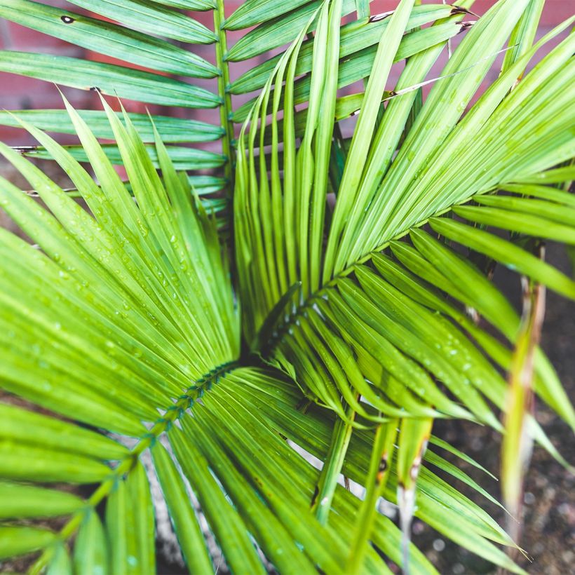 Ravenea rivularis - Palmier majestueux ou Ravénéa des berges (Feuillage)