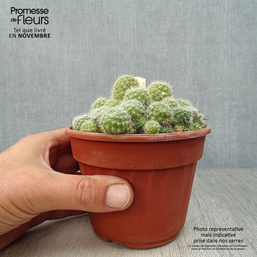 Spécimen de Rebutia sp. Pot de 13 cm tel que livré en automne