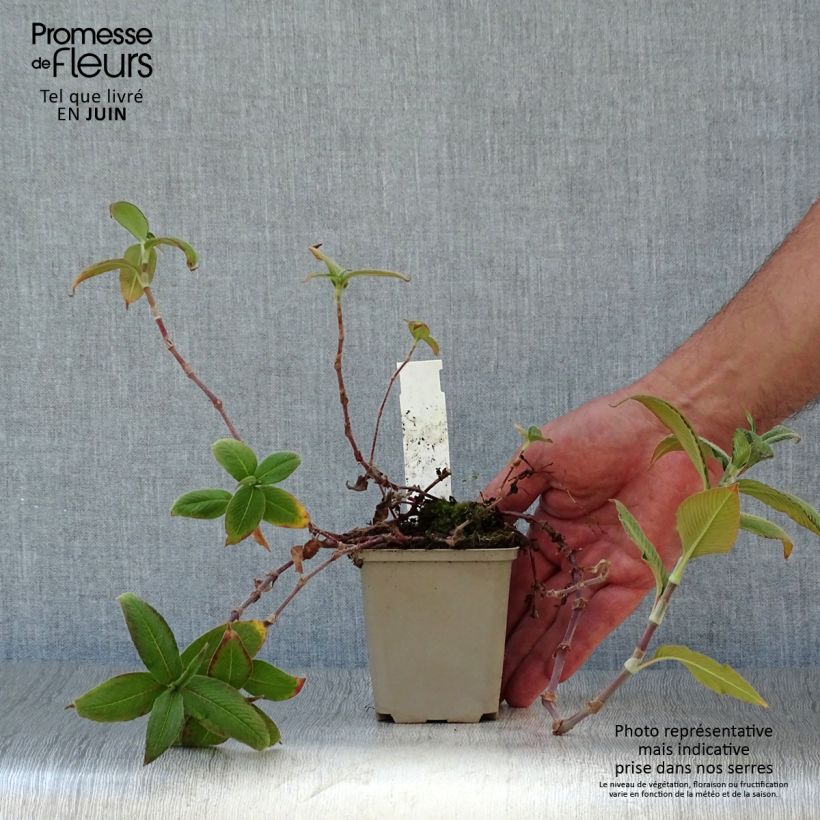 Spécimen de Renouée - Persicaria campanulata tel que livré en été