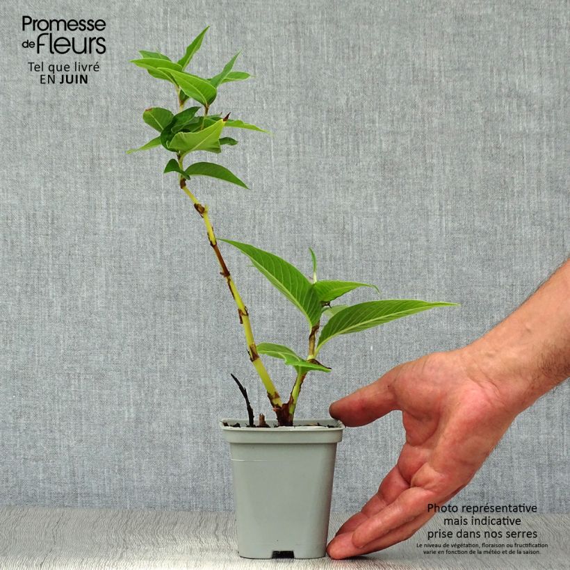 Spécimen de Renouée - Persicaria polymorpha tel que livré en été
