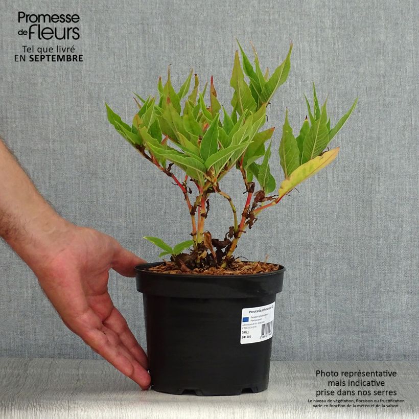 Spécimen de Renouée - Persicaria polymorpha tel que livré en été