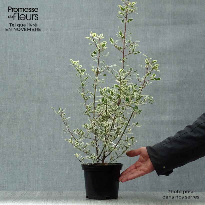 Spécimen de Rhamnus alaternus Argenteovariegata Pot de 2L/3L tel que livré en automne