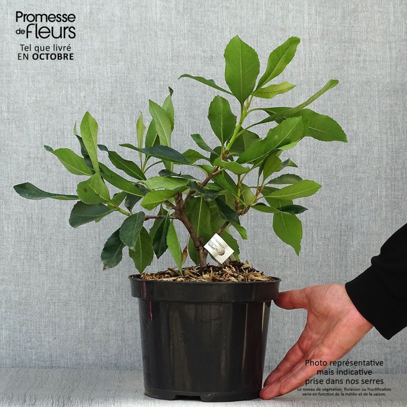 Spécimen de Rhaphiobotrya Coppertone - néflier hybride Pot de 3L/4L tel que livré en automne