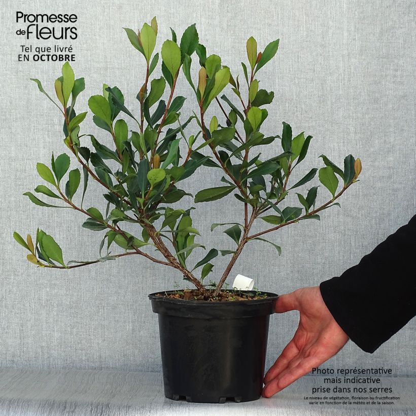 Spécimen de Rhaphiolepis delacourii Coates Crimson Pot de 2L/3L tel que livré en automne