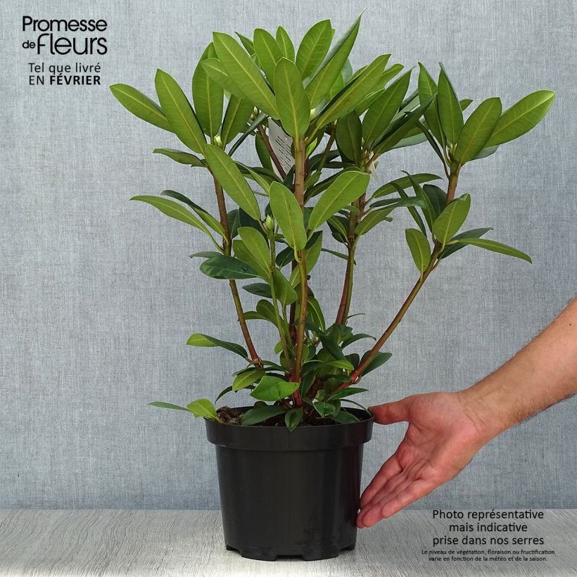 Spécimen de Rhododendron Alfred Pot de 4L/5L tel que livré en automne