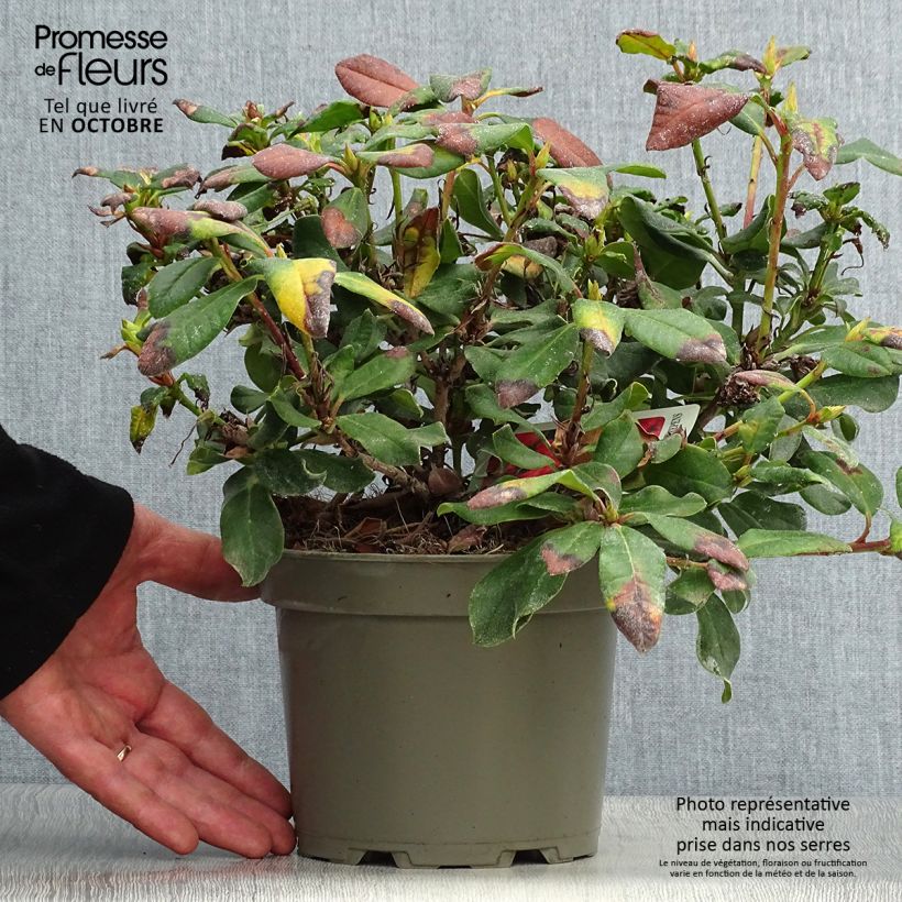 Spécimen de Rhododendron Baden-Baden - Rhododendron nain Pot de 2L/3L tel que livré en automne