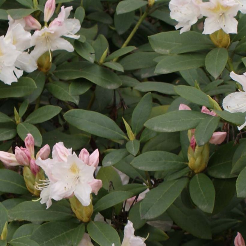 Rhododendron Cunningham's White (Feuillage)