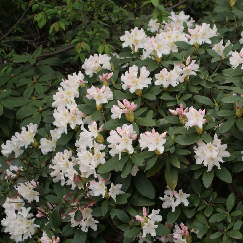 Rhododendron Cunningham's White (Floraison)