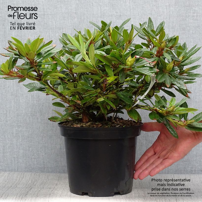 Spécimen de Rhododendron Elisabeth - Rhododendron nain Pot de 5L tel que livré en automne