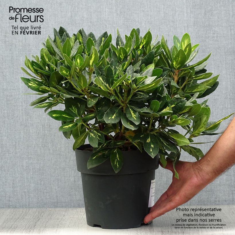 Spécimen de Rhododendron Goldflimmer Pot de 3L/4L tel que livré en automne