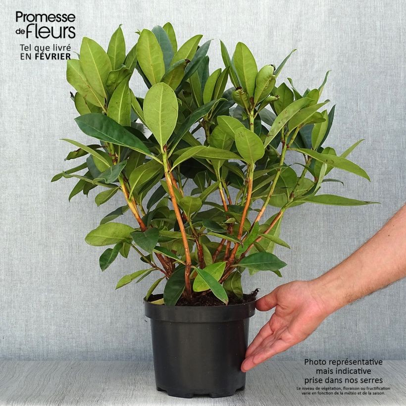 Spécimen de Rhododendron Gomer Waterer en pot de 4L/5L tel que livré en automne