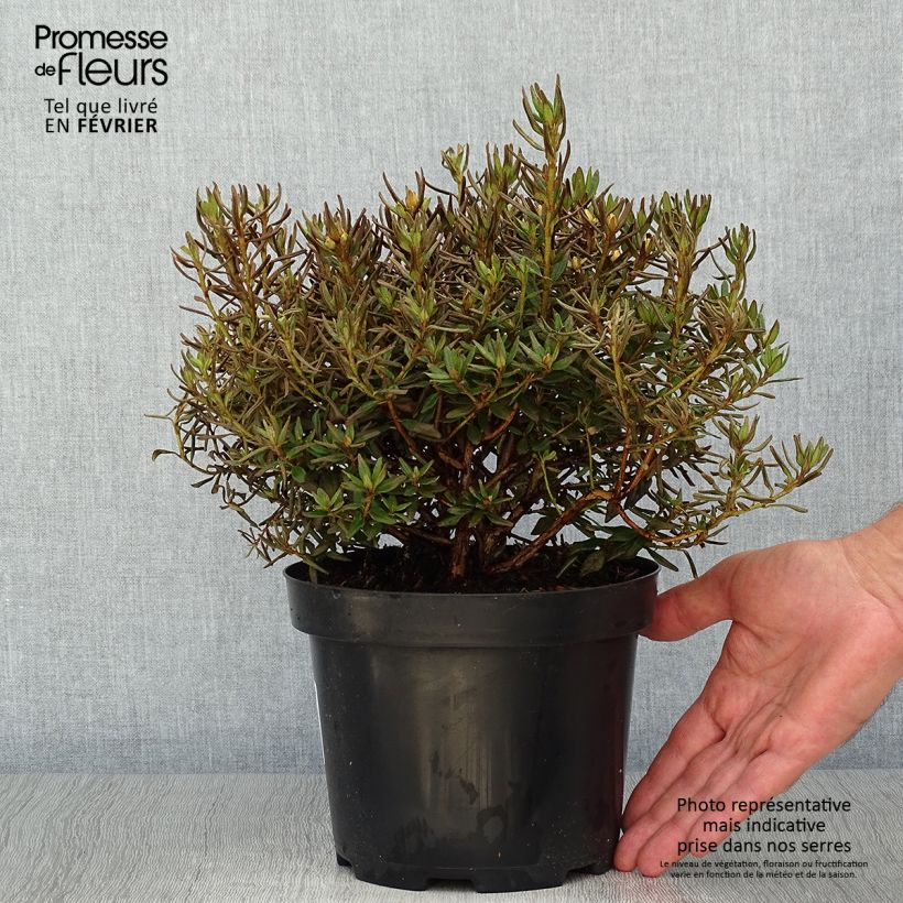 Spécimen de Rhododendron Gristede Pot de 2L/3L tel que livré en automne