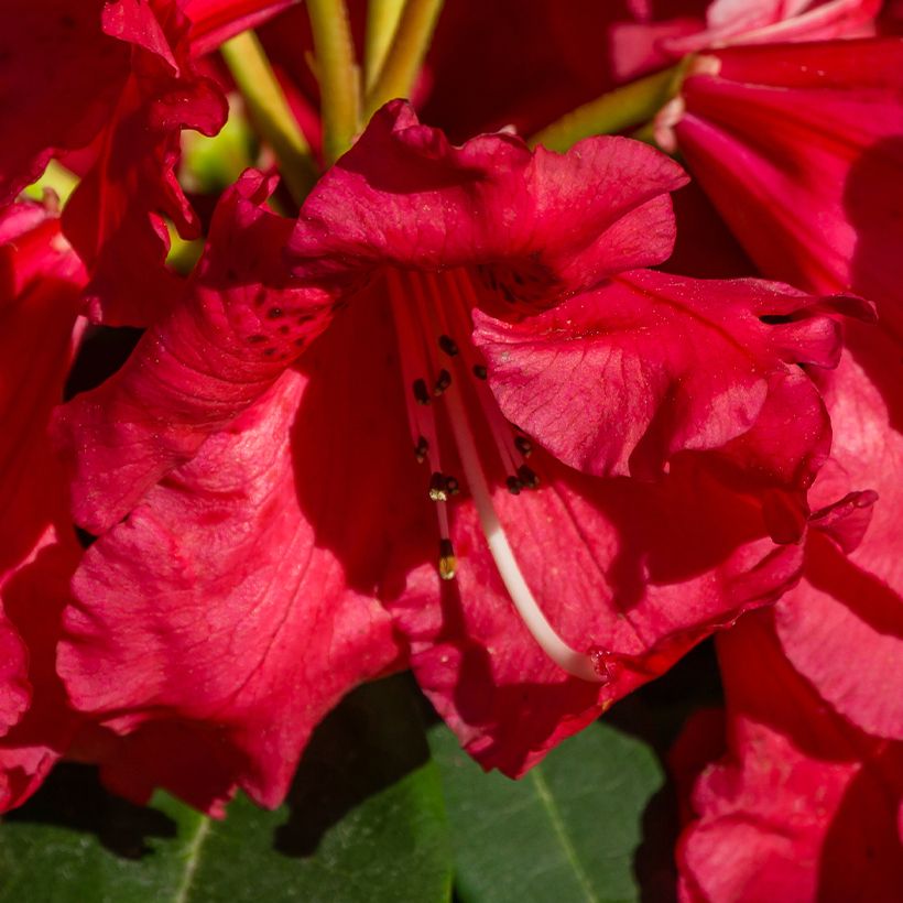 Rhododendron Halfdan Lem (Floraison)