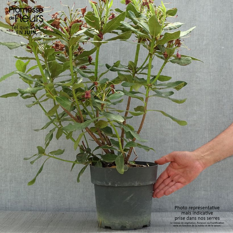 Spécimen de Rhododendron Inkarho  Nova Zembla tel que livré en été