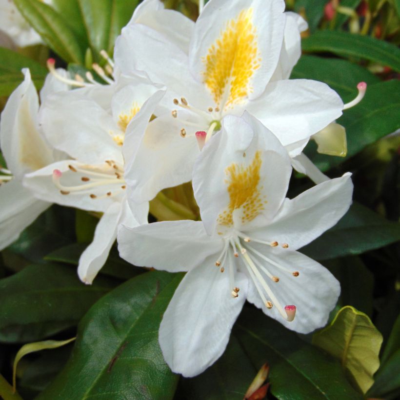 Rhododendron Madame Masson - Grand Rhododendron (Floraison)