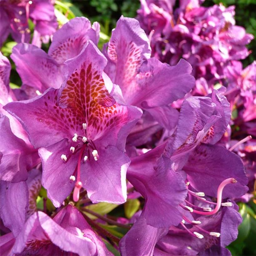 Rhododendron Marcel Ménard  (Floraison)