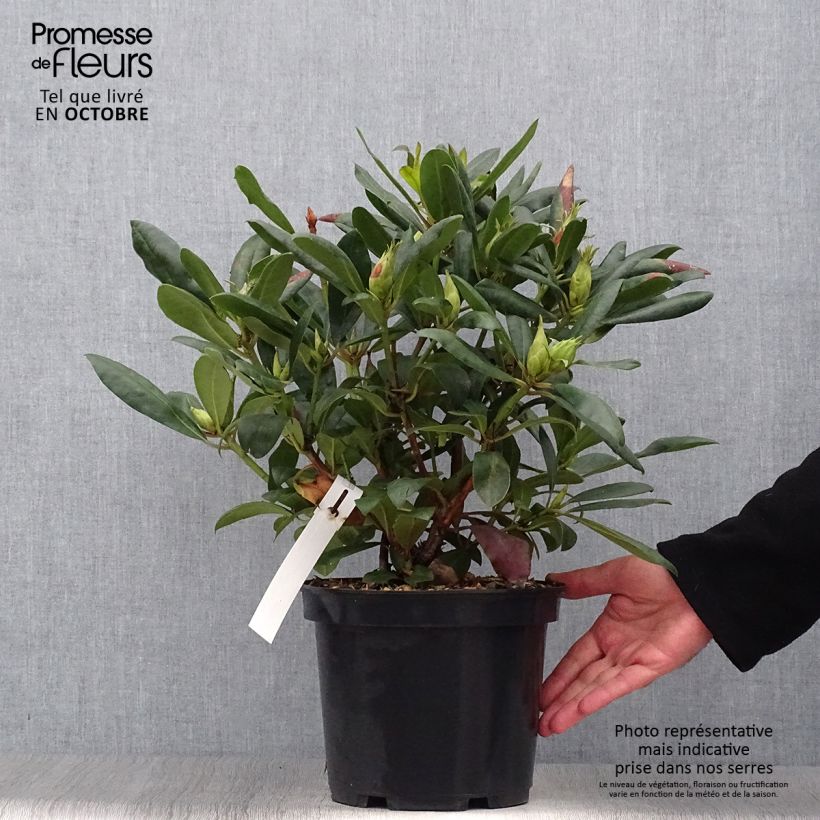 Spécimen de Rhododendron Marcel Ménard  Pot de 4L/5L tel que livré en automne