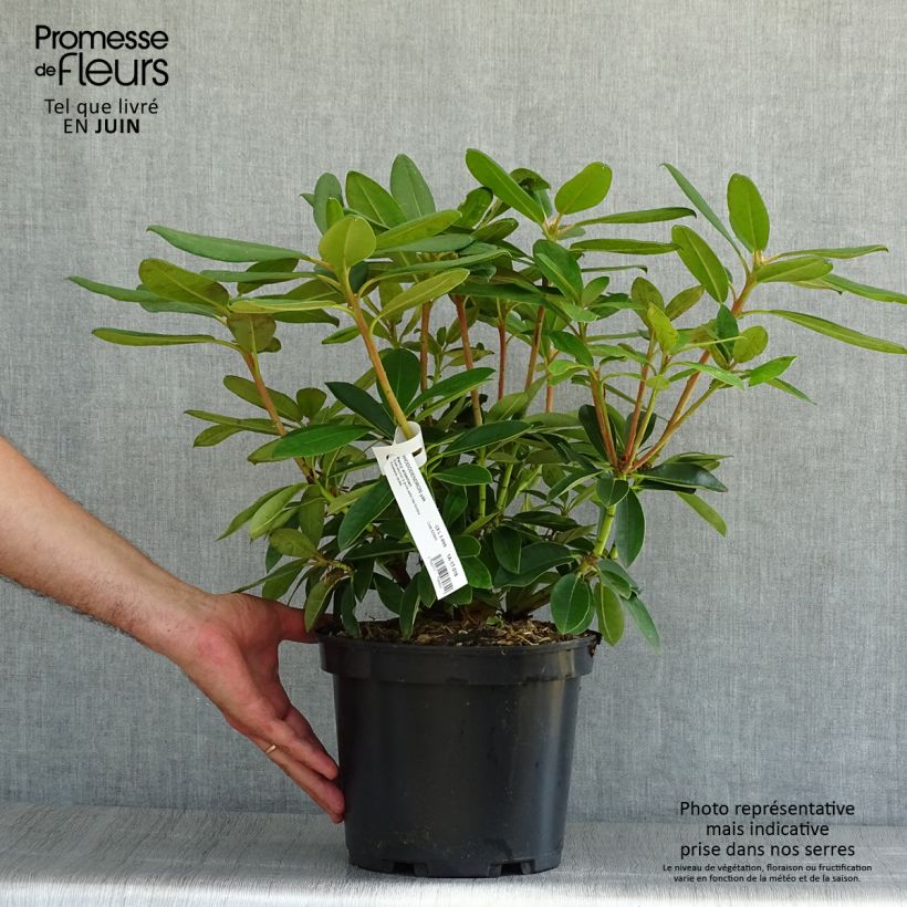 Spécimen de Rhododendron Percy Wiseman - Rhododendron nain  tel que livré en été