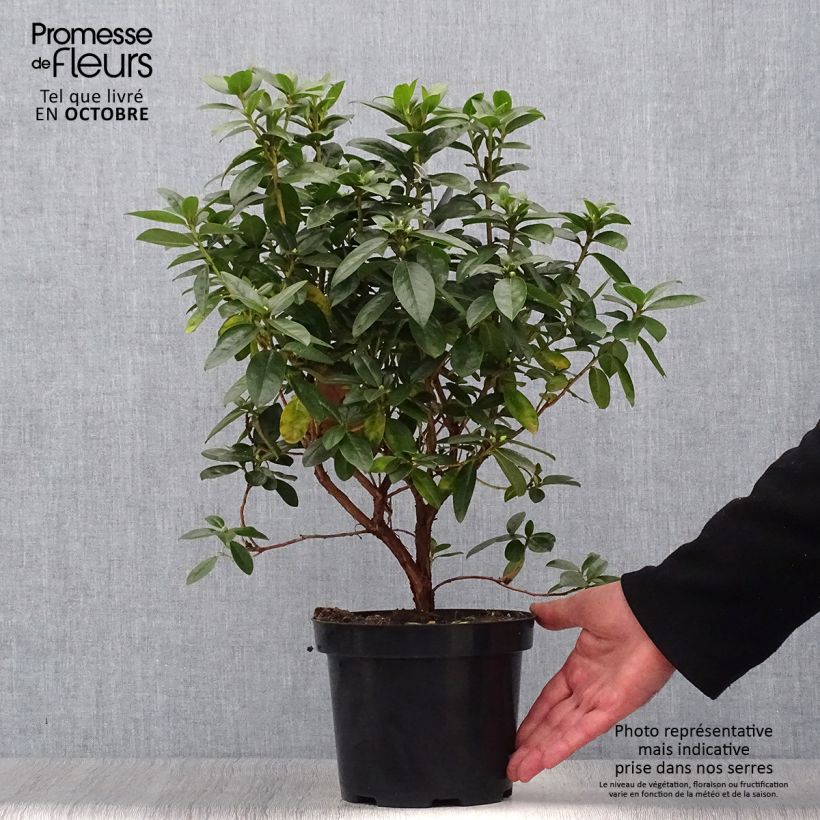 Spécimen de Rhododendron Praecox - Rhododendron nain Pot de 2L/3L tel que livré en automne