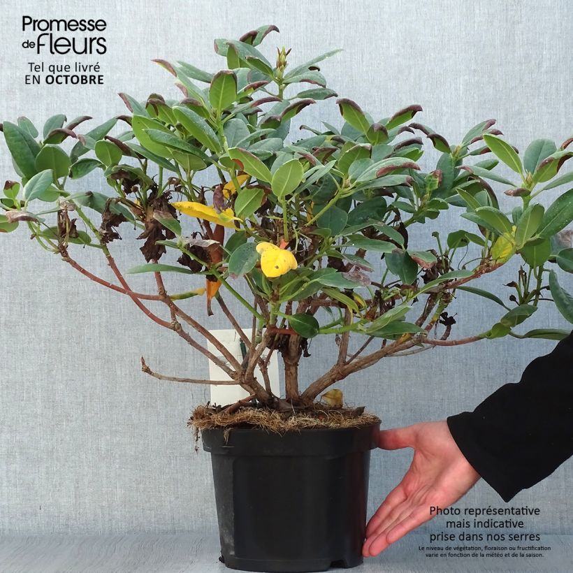 Spécimen de Rhododendron Virginia Richards - Petit Rhododendron Pot de 4L/5L tel que livré en automne