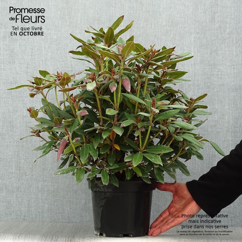 Spécimen de Rhododendron Winsome - Rhododendron nain Pot de 3L/4L tel que livré en automne