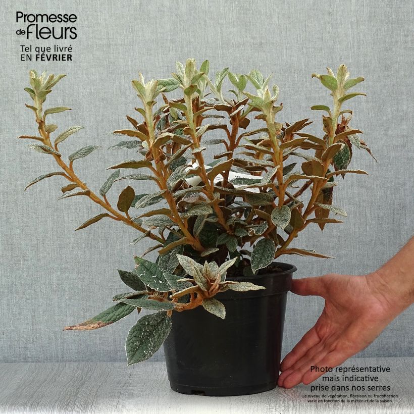 Spécimen de Rhododendron edgeworthii Pot de 3L/4L tel que livré en automne