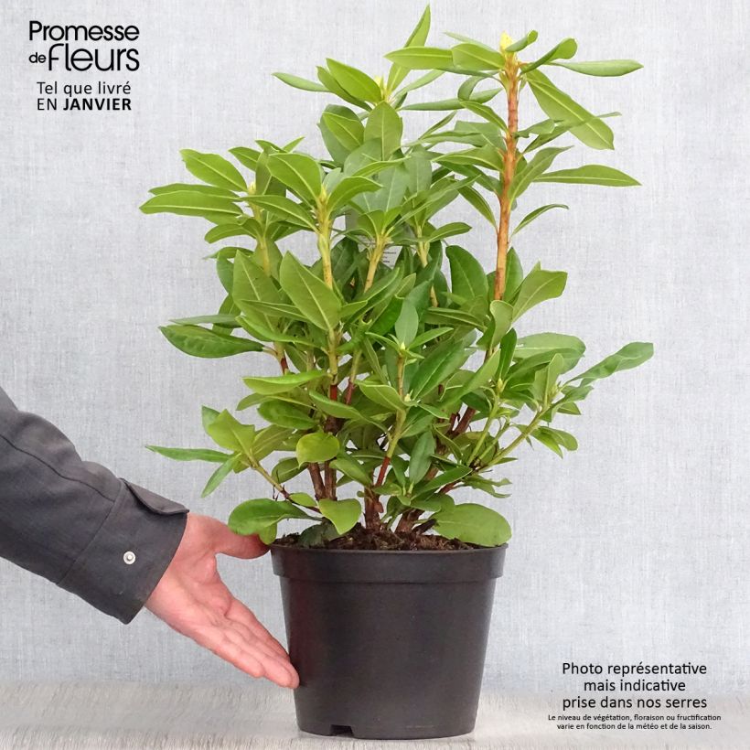 Spécimen de Rhododendron hybride Cosmopolitan en pot de 2L/3L tel que livré en hiver