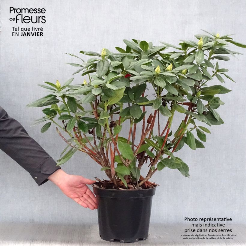 Spécimen de Rhododendron hybride Cosmopolitan en pot de 7,5L/10L tel que livré en hiver