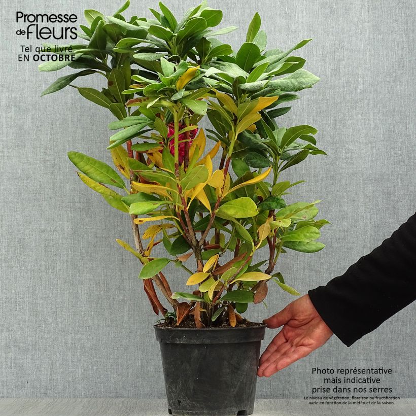 Spécimen de Rhododendron hybride Cosmopolitan en pot de 4L/5L tel que livré en automne