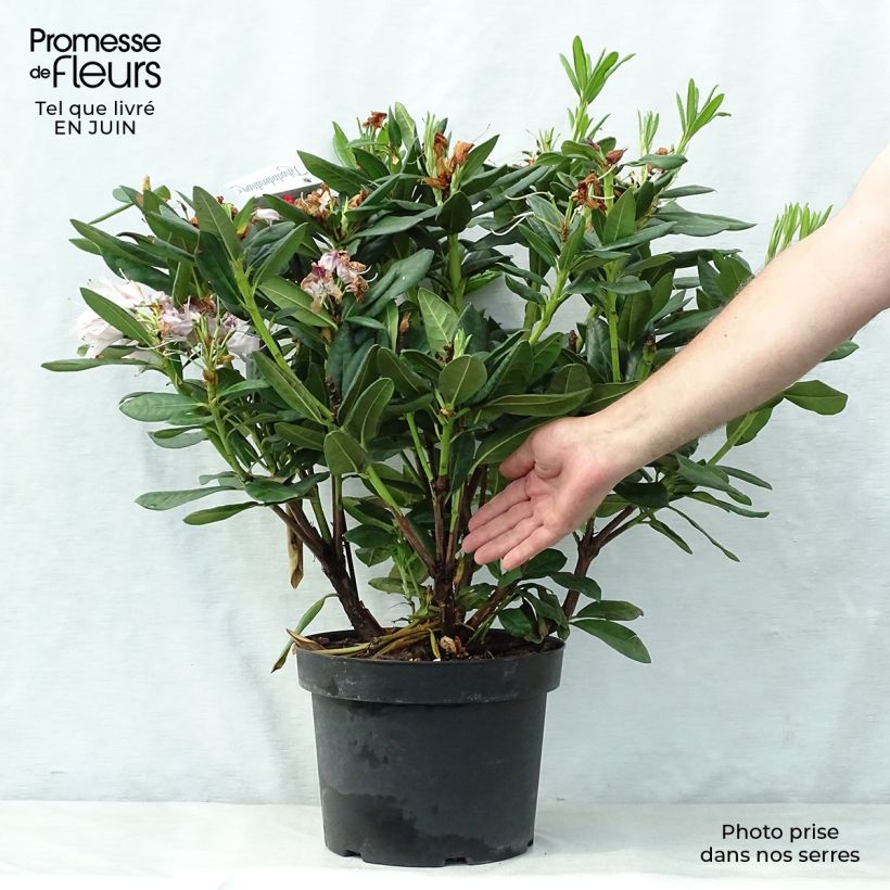 Spécimen de Rhododendron hybride Cosmopolitan tel que livré en été