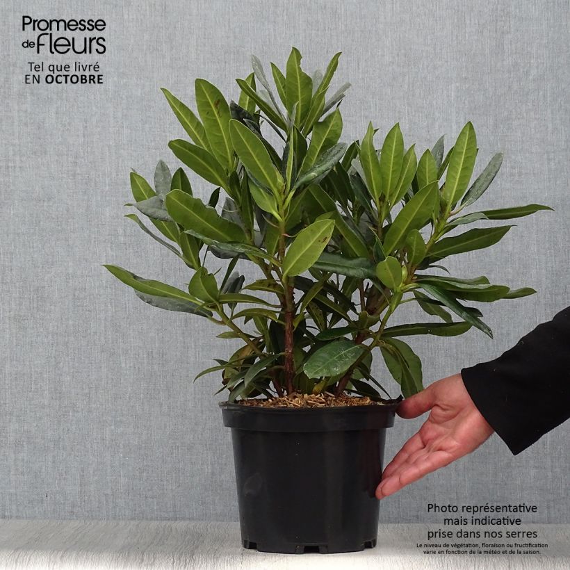 Spécimen de Rhododendron hybride Kabarett Pot de 4L/5L tel que livré en automne