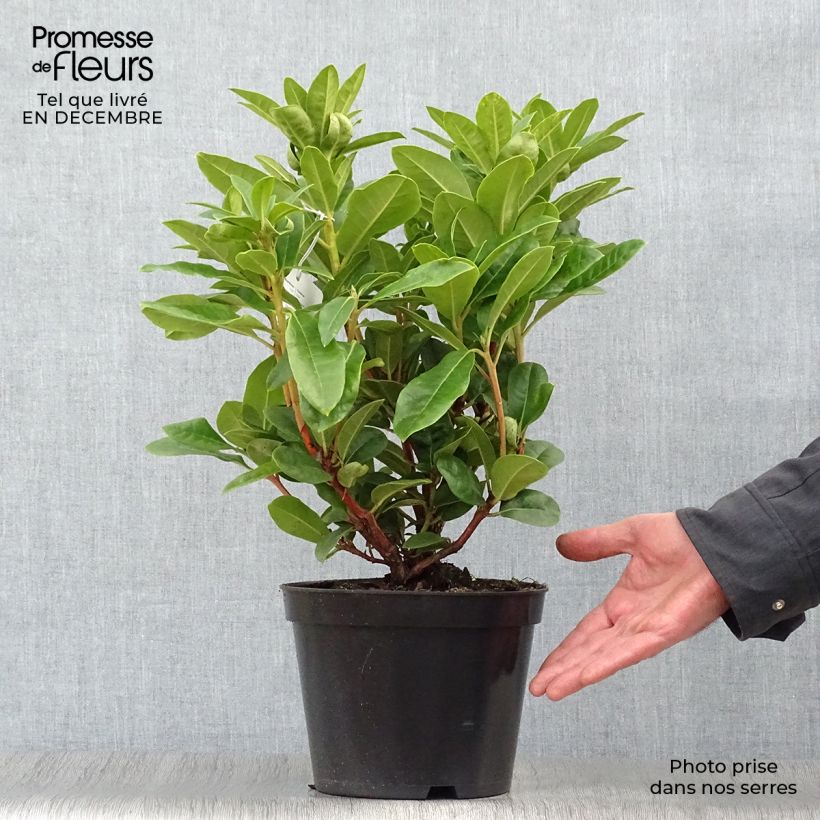 Spécimen de Rhododendron hybride Rocket Pot de 4L/5L tel que livré en hiver