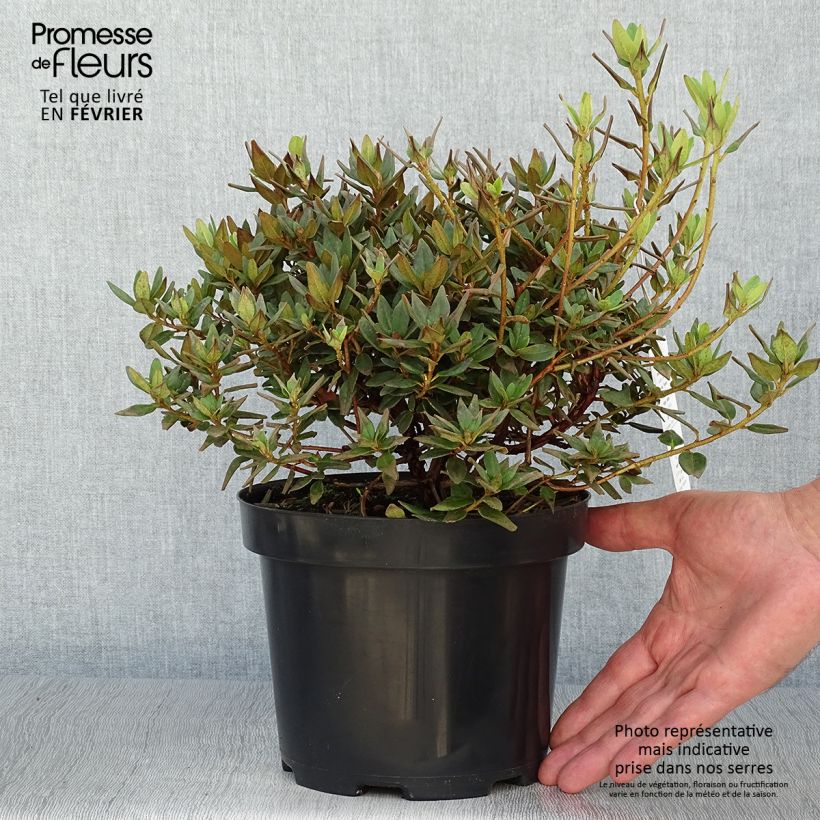 Spécimen de Rhododendron impeditum Ramapo Pot de 2L/3L tel que livré en automne