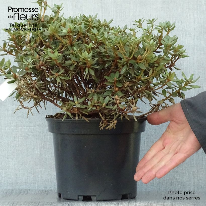 Spécimen de Rhododendron impeditum - Rhododendron nain Pot de 3L/4L tel que livré en automne